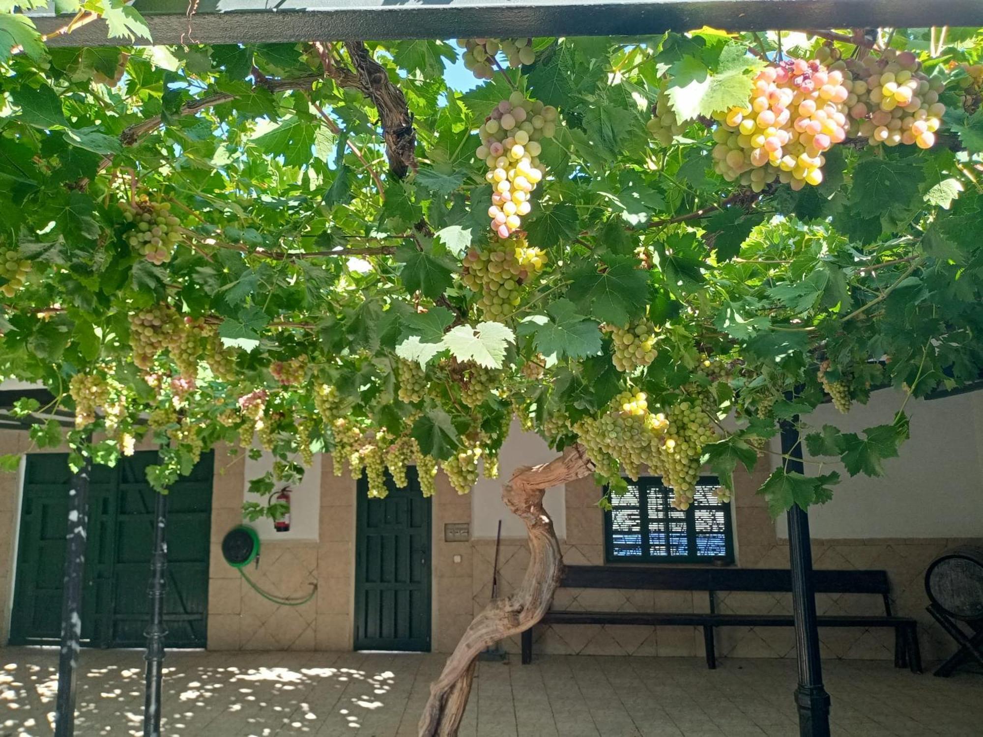 Casa Rural La Del Alba Seria Argamasilla de Alba Eksteriør billede